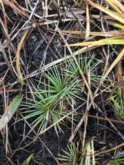 Syngonanthus flavidulus