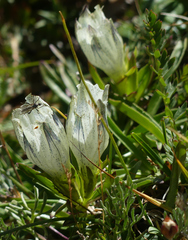 Gentiana algida