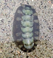 Acanthochitona viridis