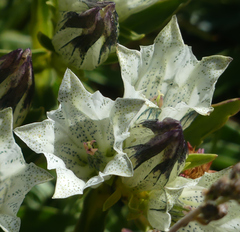 Gentiana algida