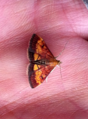 Pyrausta californicalis