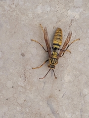 Polistes rothneyi