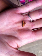 Pyrausta californicalis