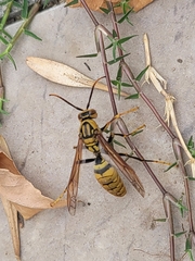 Polistes rothneyi