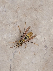 Polistes rothneyi