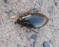 Hydrophilus
