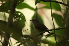 Dysithamnus mentalis