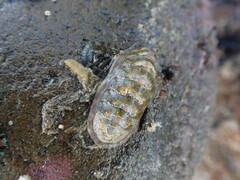 Ischnochiton maorianus