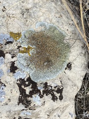 Lichinaceae