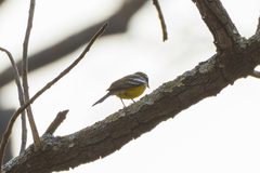 Emberiza cabanisi