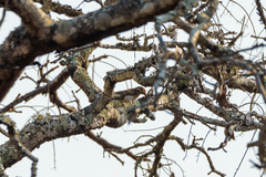 Gymnoris superciliaris