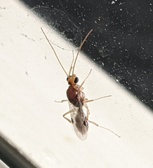 Odontomachus ruginodis