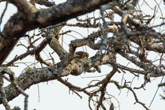 Gymnoris superciliaris