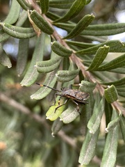 Omyta centrolineata