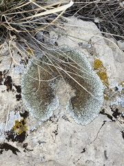 Lichinaceae
