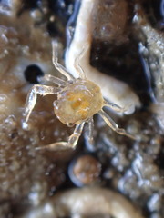 Porcellanidae
