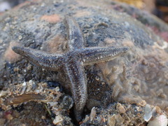 Allostichaster polyplax