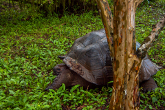 Chelonoidis niger porteri