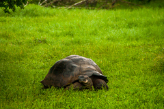 Chelonoidis niger porteri