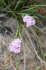 Corymbium villosum