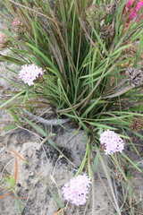 Corymbium villosum