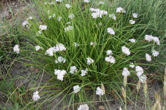 Corymbium villosum