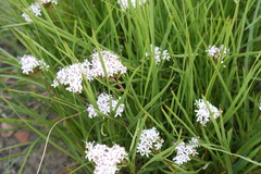 Corymbium villosum