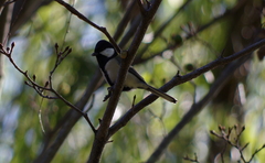 Parus minor