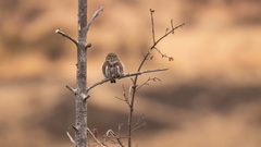 Glaucidium gnoma