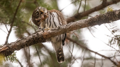Glaucidium gnoma