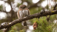 Glaucidium gnoma