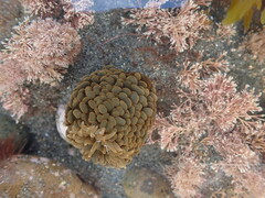 Phlyctenactis tuberculosa