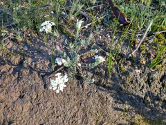 Pimelea linifolia