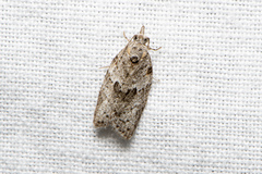 Isotenes miserana