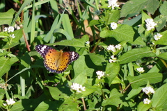 Argynnis hyperbius hyperbius