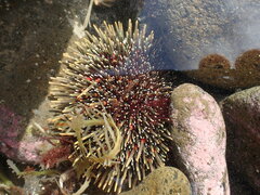 Evechinus chloroticus