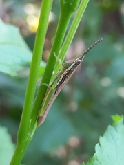 Neorthacris