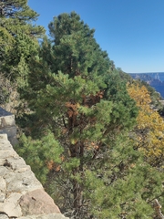 Abies concolor