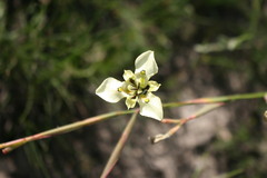 Moraea cantharophila