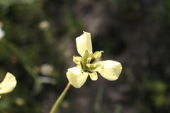Moraea cantharophila