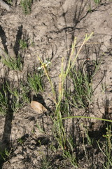Moraea cantharophila