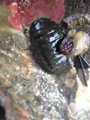 Chiton glaucus