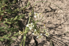 Moraea cantharophila