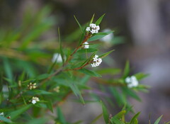 Leucopogon neurophyllus