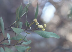 Acacia obliquinervia