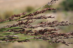 Rhodocoma fruticosa
