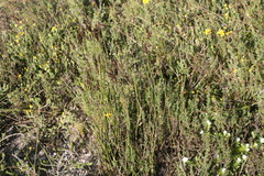 Rhodocoma fruticosa