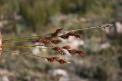 Thamnochortus gracilis