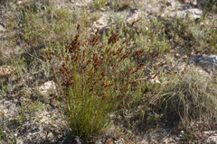 Thamnochortus gracilis