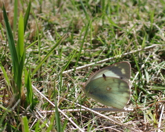 Colias poliographus